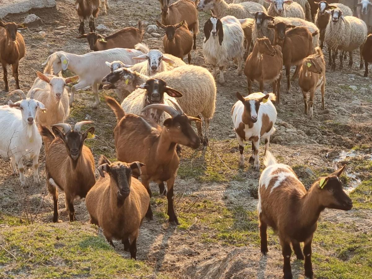 فيلا Agriturismo Caperroni Pescopagano المظهر الخارجي الصورة