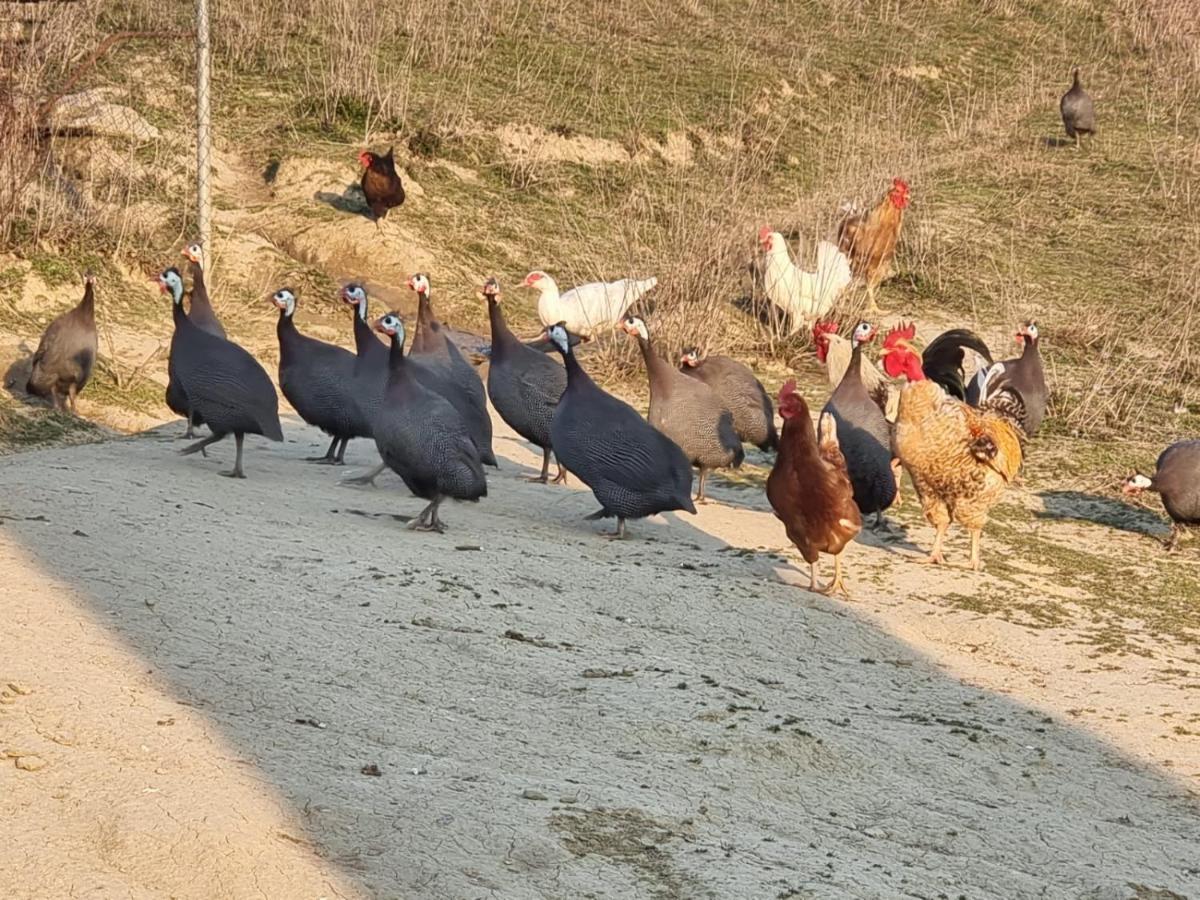 فيلا Agriturismo Caperroni Pescopagano المظهر الخارجي الصورة